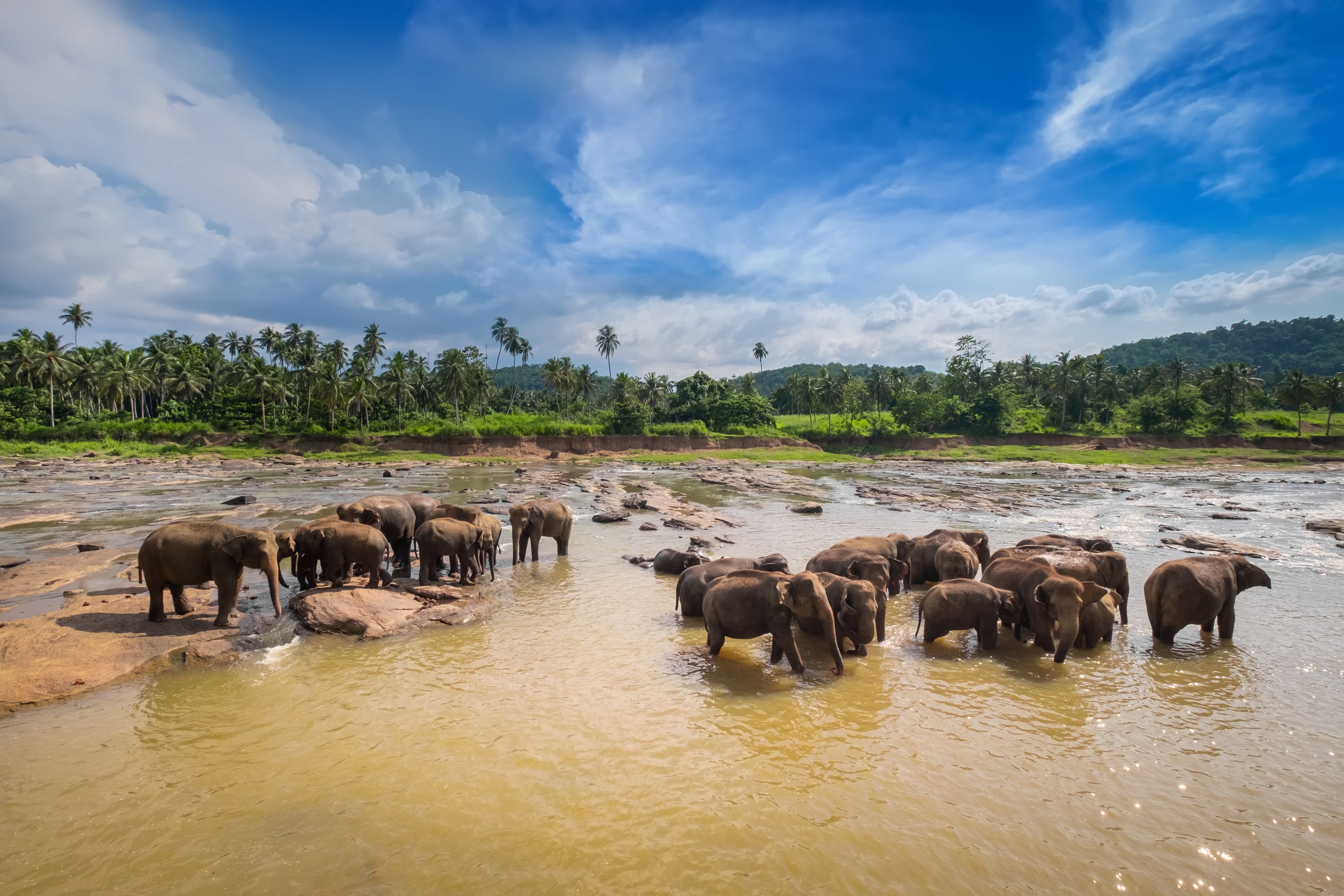 Discover Sri Lanka's Wild Heart