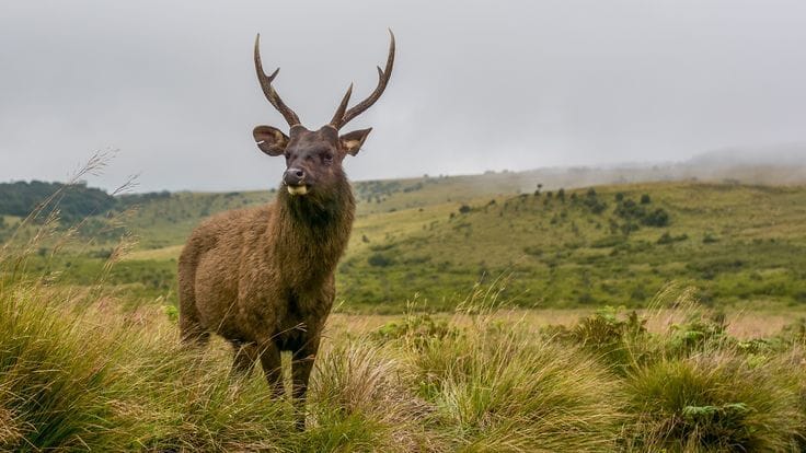 Nuwara Eliya highlight 5